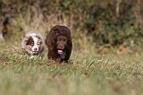 BERGER AUSTRALIEN PUPPIES 211